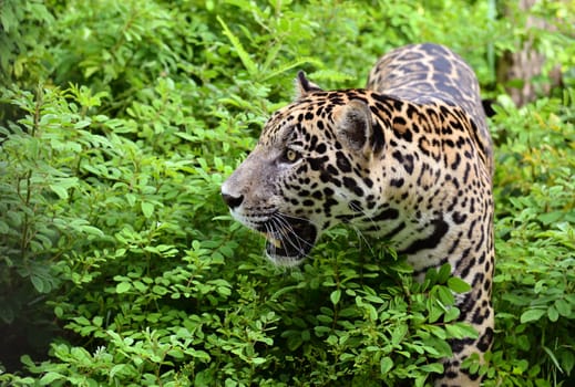 jaguar ( Panthera onca ) in nature