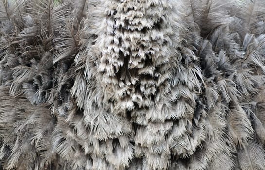 textured of an ostrich feather