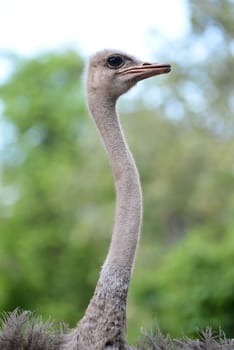 close up of ostrich head