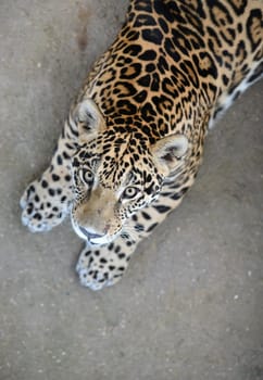 jaguar ( Panthera onca ) in zoo