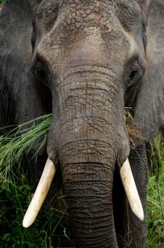 A close up of an african elephant feeding
