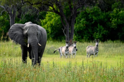 An african elephant feeding with zebras in the background