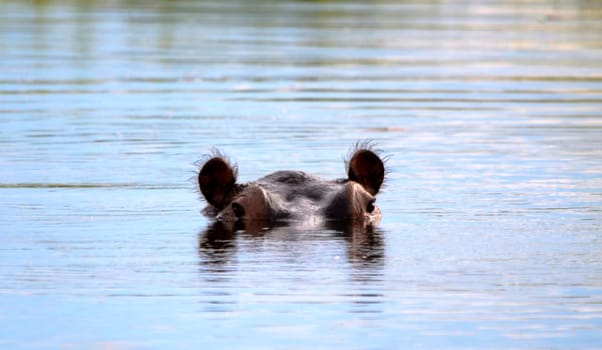 An african hippo in water looking with ears listening