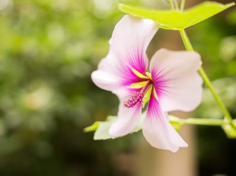 Stigma is beautifully in focus on the closeup soft focus shot of a white and pink flower