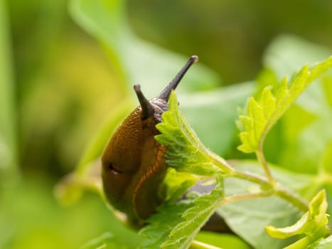 After the rain these naked slugs always come out of hiding and can be found anywhere where there are wet leaves and grass.
