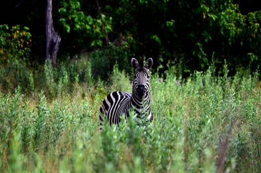A zebra looking into the camera standing in high green grass