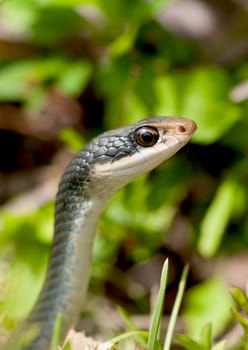 Black snake