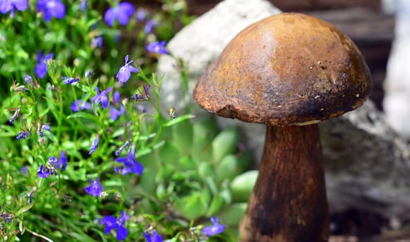 Mushroom in the garden