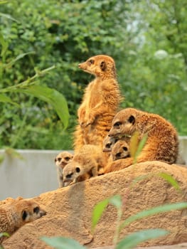 Meerkats with offspring