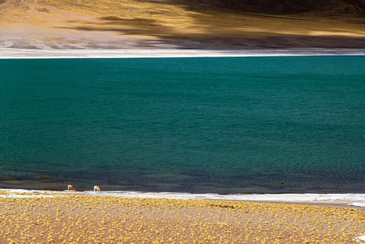 Lake Meniques near San Pedro de Atacama in Chile with two vicunas visible on the lakeshore