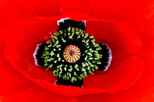 Red poppy