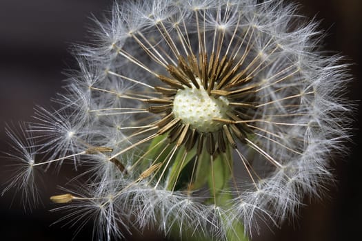 Pusteblume with seeds