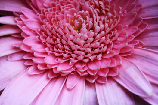Close-up of a pink flower
