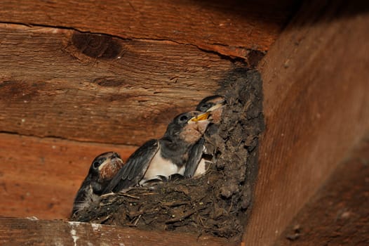 Swallow nest with chicks