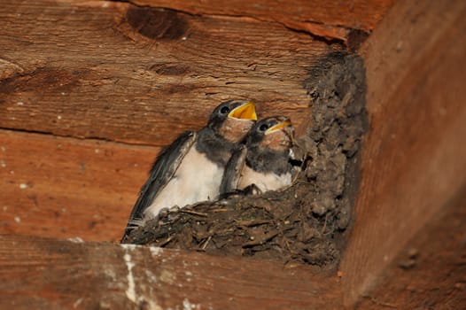 Swallow nest with chicks