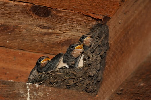 Swallow nest with chicks