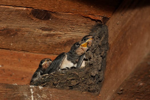 Swallow nest with chicks