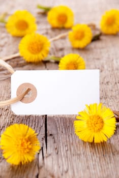 Blank Banner with many Yellow Flowers, Copy Space