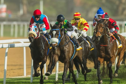 Horse racing action of jockeys races at Greyville racecouse sand and grass for Durban July vodacom cup.