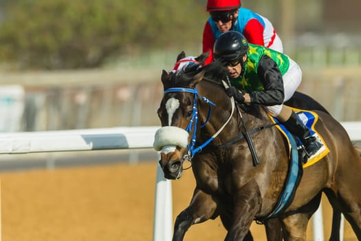 Horse racing action of jockeys races at Greyville racecouse sand and grass for Durban July vodacom cup.