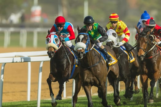Horse racing action of jockeys races at Greyville racecouse sand and grass for Durban July vodacom cup.