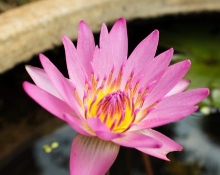 the lotus is violet and  violet pistil