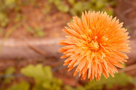 a flower is orange , there are a lot of petals