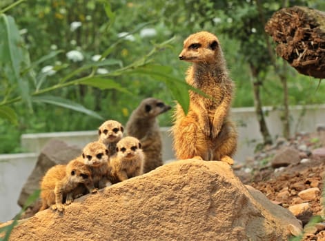 Meerkats with offspring