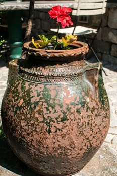 Old pottery with flower in garden closeup