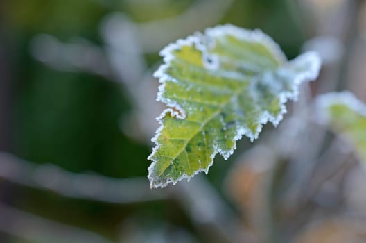 Frozen leaves