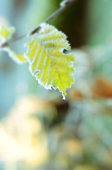 Frozen leaves