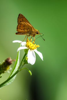 butterfly on the flower for adv or othersr purpose use