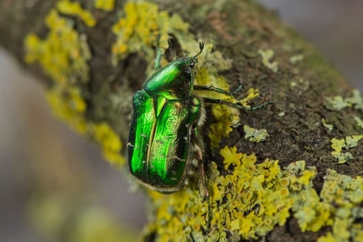 Rose beetle