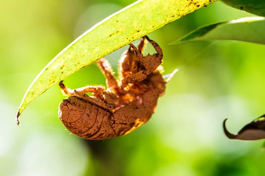 close up of cicada slough for adv or others purpose use