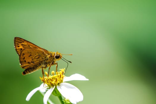 butterfly on the flower for adv or othersr purpose use
