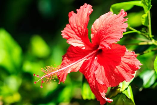 Vintage red hibiscus flower for adv or others purpose use