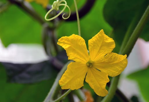 Greenhouse cucumber in the fruit stand