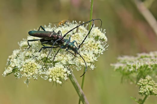 Pairing of the musk buck (Aromia moschata)