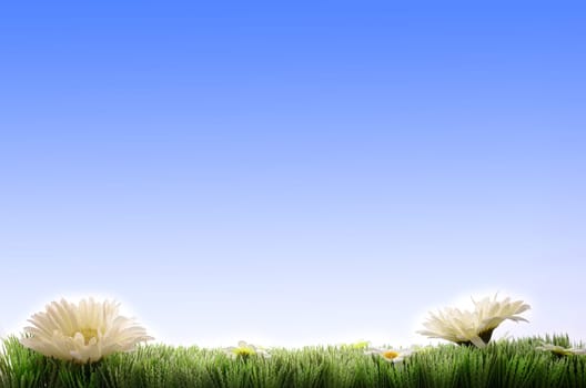 Green grass with flowers on a blue sky with space for your text