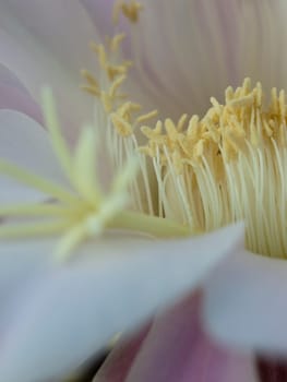 flower of violet easter lily cactus closeup