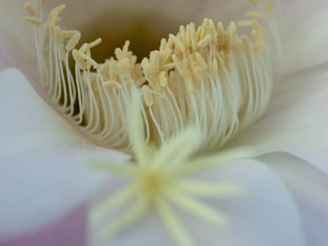 flower of violet easter lily cactus closeup