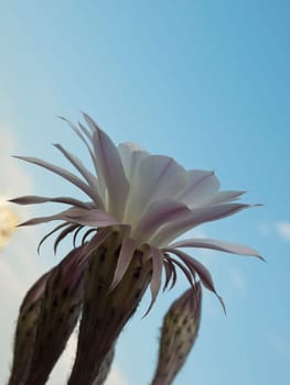 flowers of violet easter lily cactus