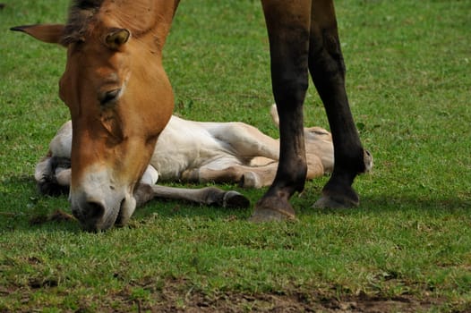 The Przewalski's horse with Foals