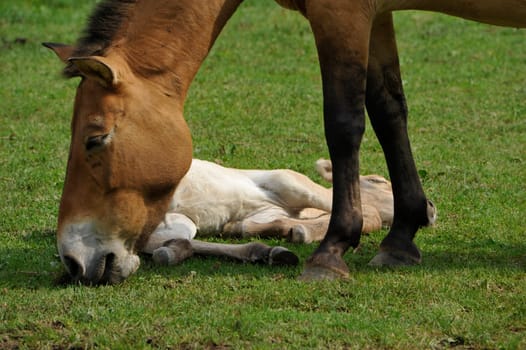The Przewalski's horse with Foals