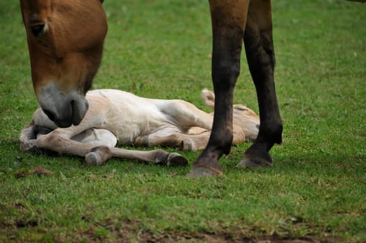 The Przewalski's horse with Foals