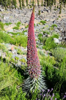 Specimens of Endemic Red Tenerife Bugloss in Teide National Park Canary Islands Spain