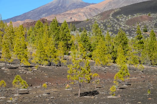 Corona Forestal in Teide National Park Tenerife with Canary Pine