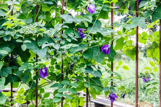 butterfly pea flower on steel fence