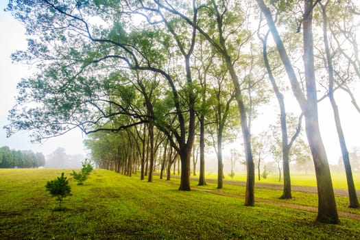Beautiful park tree on sunrise