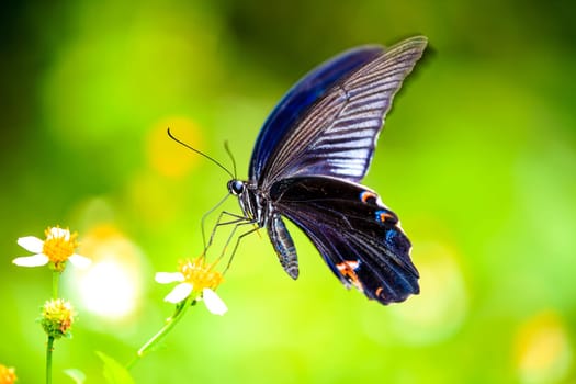 Butterfly on Flower for adv or others purpose use